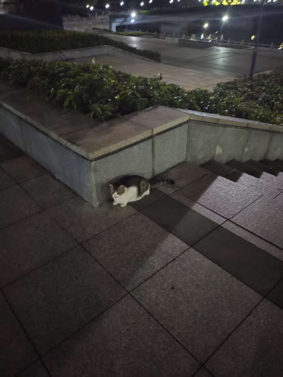 角落里的猫小姐。